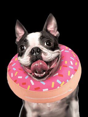 Supet Inflatable Dog Recovery "Donut" Collar - Size Medium